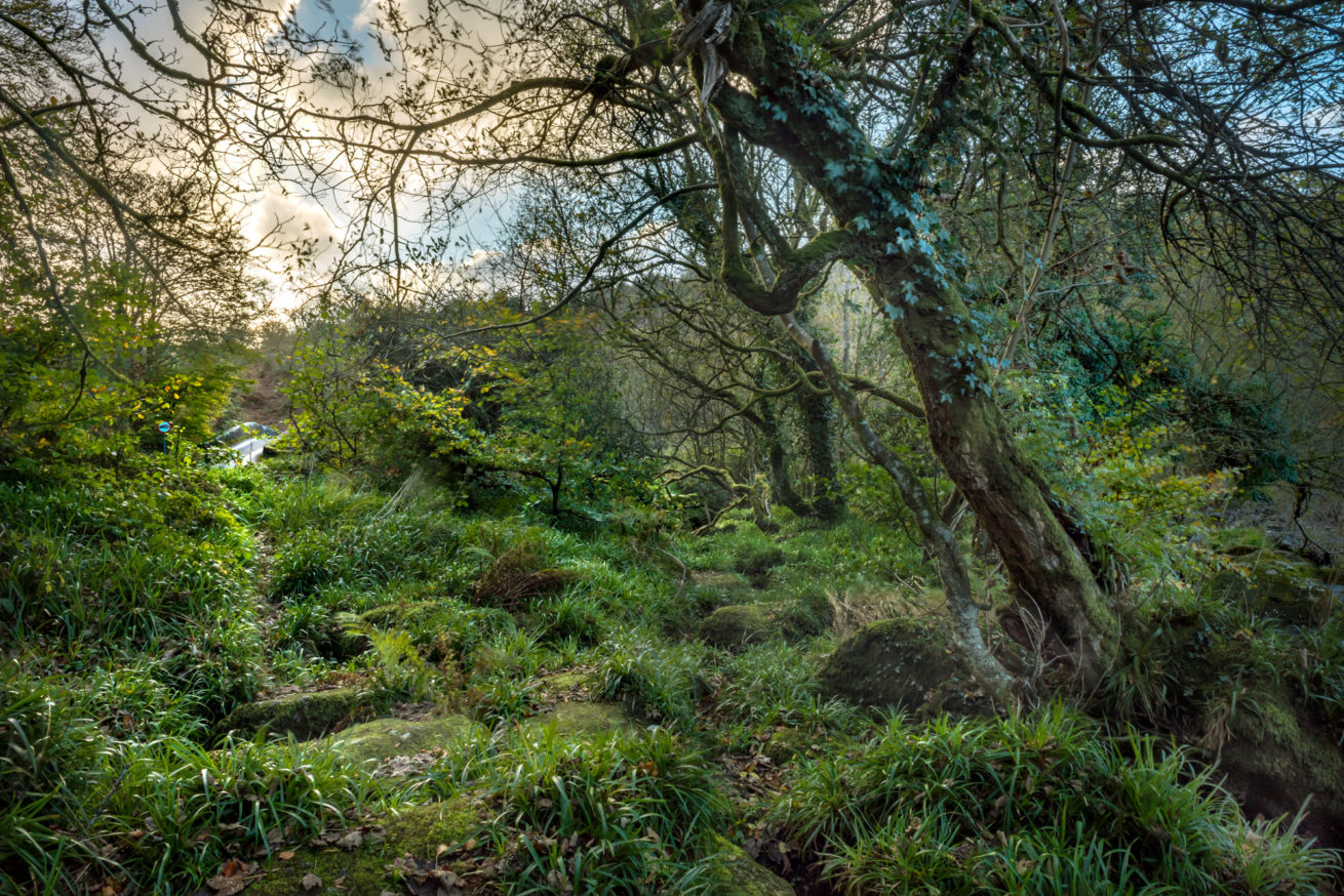 HEXWORTHY, DARTMOOR