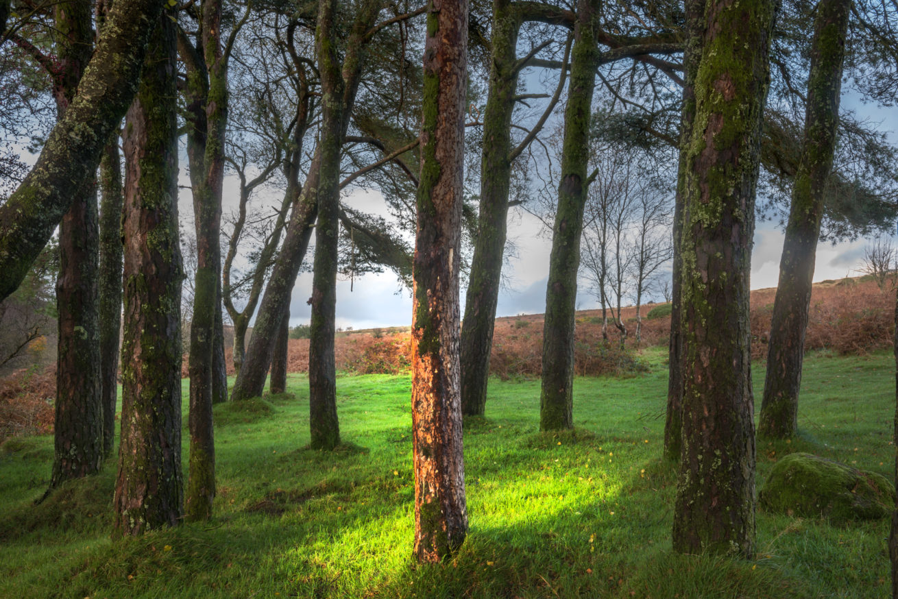 IN BRIEFEST LIGHT WE ARE ABLE TO GROW